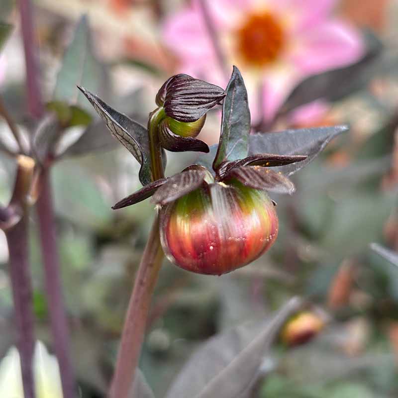 Flower bud dahliaSQ