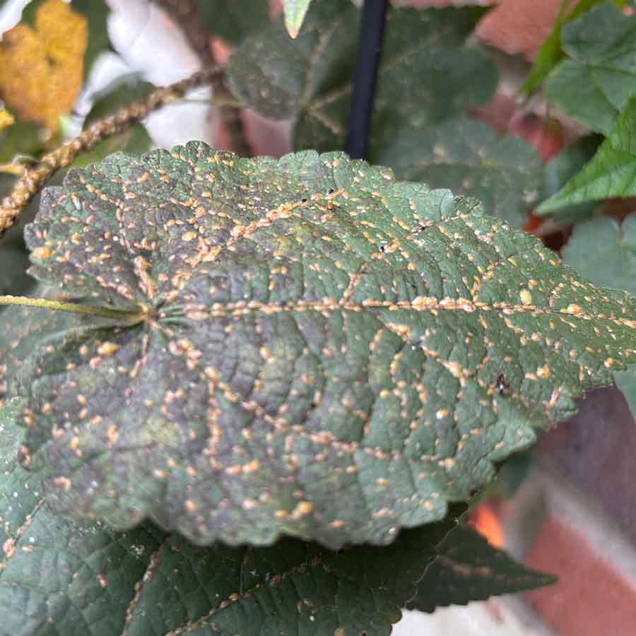 Scale infestation on outdoor abutilon 2 SQ