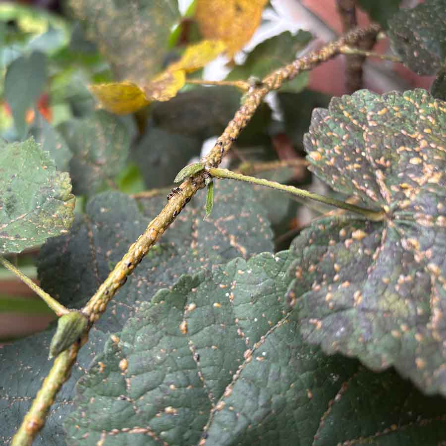 Scale infestation on outdoor abutilon SQ
