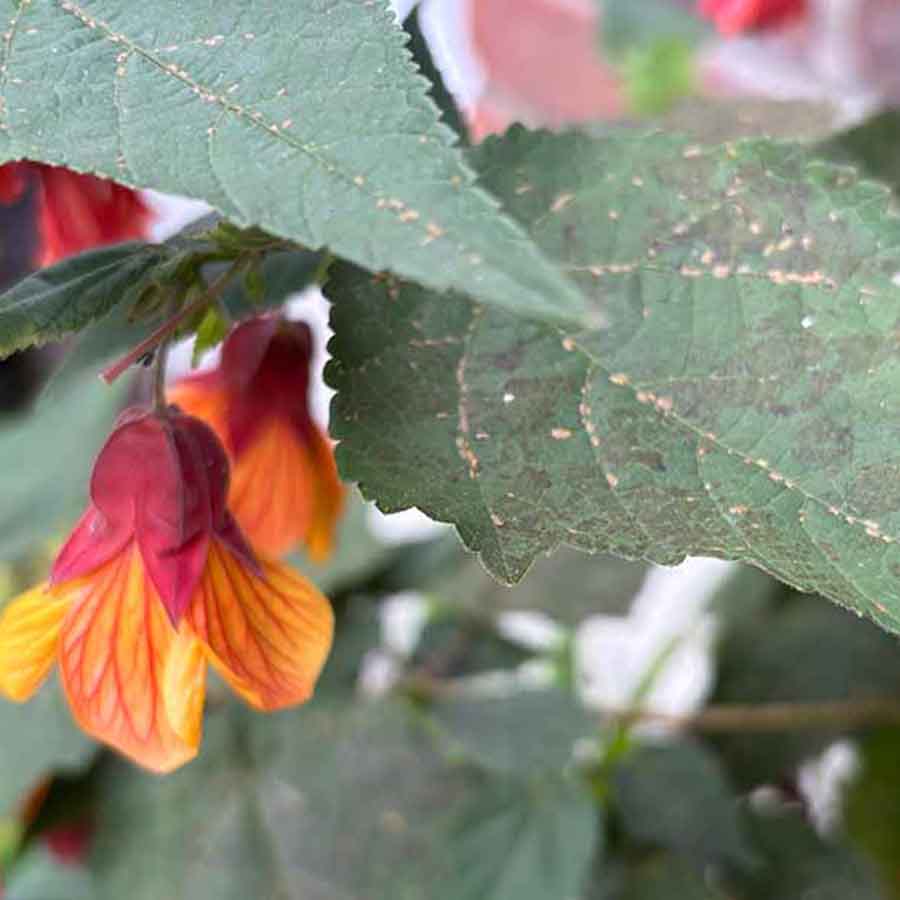 Scale on abutilon outdoors SQ