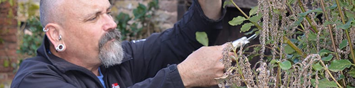 David-pruning-artful-long
